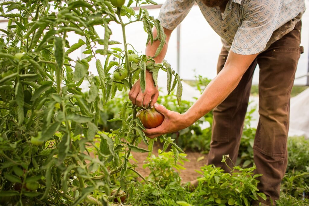 Trabajo agrícola en Jaén